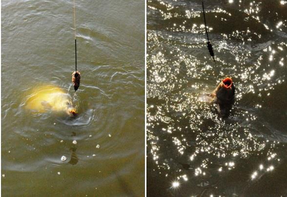 MAI - pescuit-la-balta-sulimanu.jpg